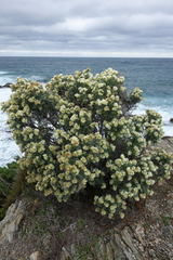 Anthyllis barba-jovis