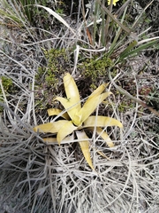 Tillandsia lajensis