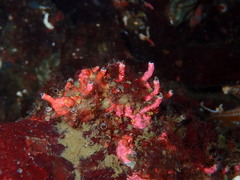 Petaloconchus compactus