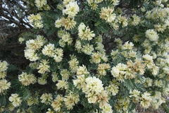 Anthyllis barba-jovis