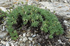 Plantago subulata