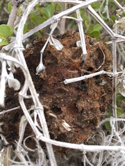 Crematogaster peringueyi