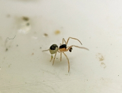 Paidiscura