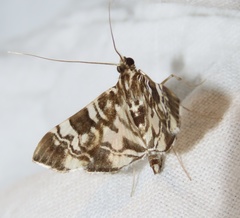 Chabula acamasalis