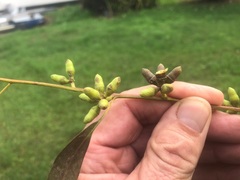 Eucalyptus interstans