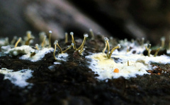 Trichoderma flavipes