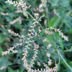 Achyropsis leptostachya