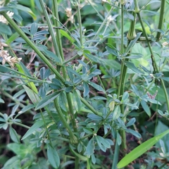 Achyropsis leptostachya