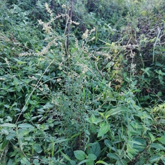 Achyropsis leptostachya