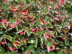 Begonia coccinea