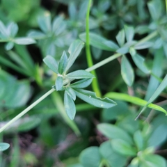 Achyropsis leptostachya
