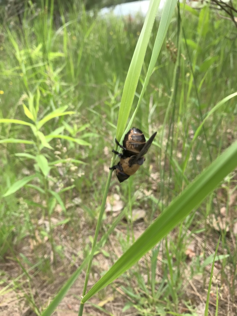 Cuterebra abdominalis