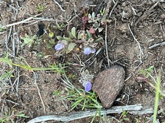 Phacelia curvipes