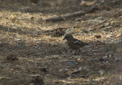 Fringilla coelebs
