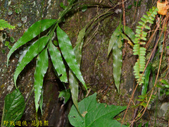 Asplenium formosae