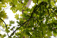 Phylloscopus sibilatrix