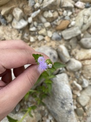 Praxelinae