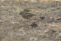 Fringilla coelebs