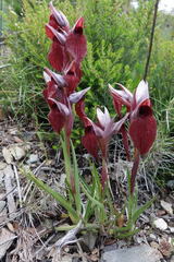 Serapias cordigera