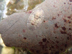 Ischnochiton comptus