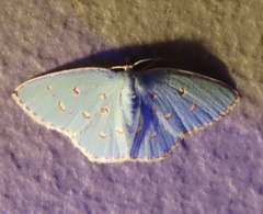 Comostola meritaria