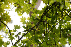 Phylloscopus sibilatrix