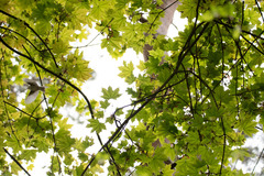 Phylloscopus sibilatrix