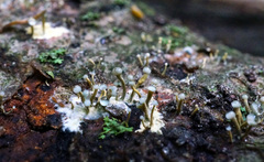 Trichoderma flavipes