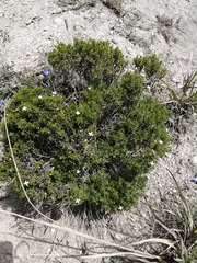 Arcytophyllum thymifolium
