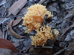 Ramaria anziana