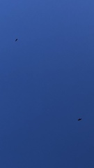 Hamirostra melanosternon