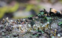 Trichoderma flavipes