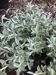 Syncarpha argyropsis