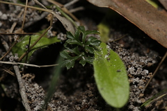 Xanthosia dissecta