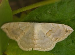 Somatina anthophilata