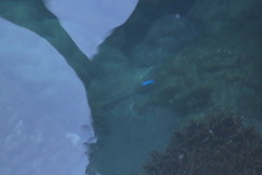Pomacentrus coelestis