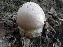 Austroboletus niveus