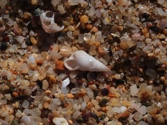 Leiopyrga lineolaris