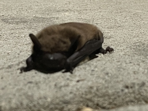 Evening Bat photographed in Louisiana