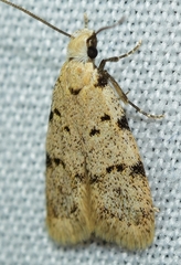 Symmoca signatella