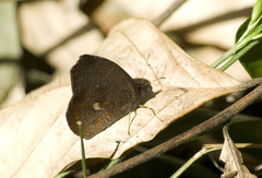 Godartiana muscosa