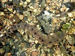 Holothuria impatiens