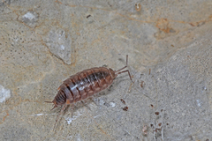 Chaetophiloscia cellaria