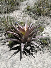 Tillandsia lajensis