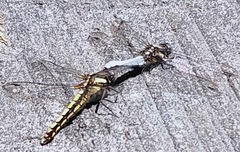 Orthetrum japonicum