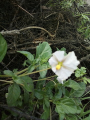 Lycianthes peduncularis