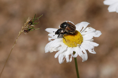 Blitopertha lineolata