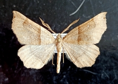 Artemidora alpherakyi