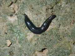 Kontikia ventrolineata