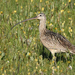 Long-billed Curlew - Photo (c) Steven Mlodinow, some rights reserved (CC BY-NC)